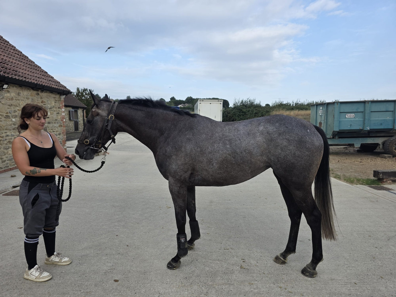 A young grey horse being held in the yard