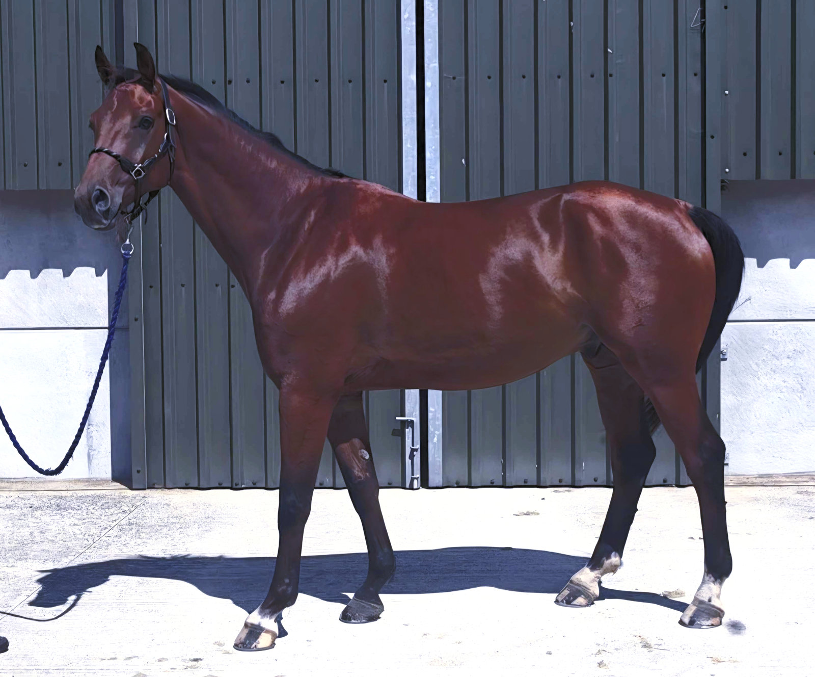 Hugie, a Dutch warmblood, standing outside the barn
