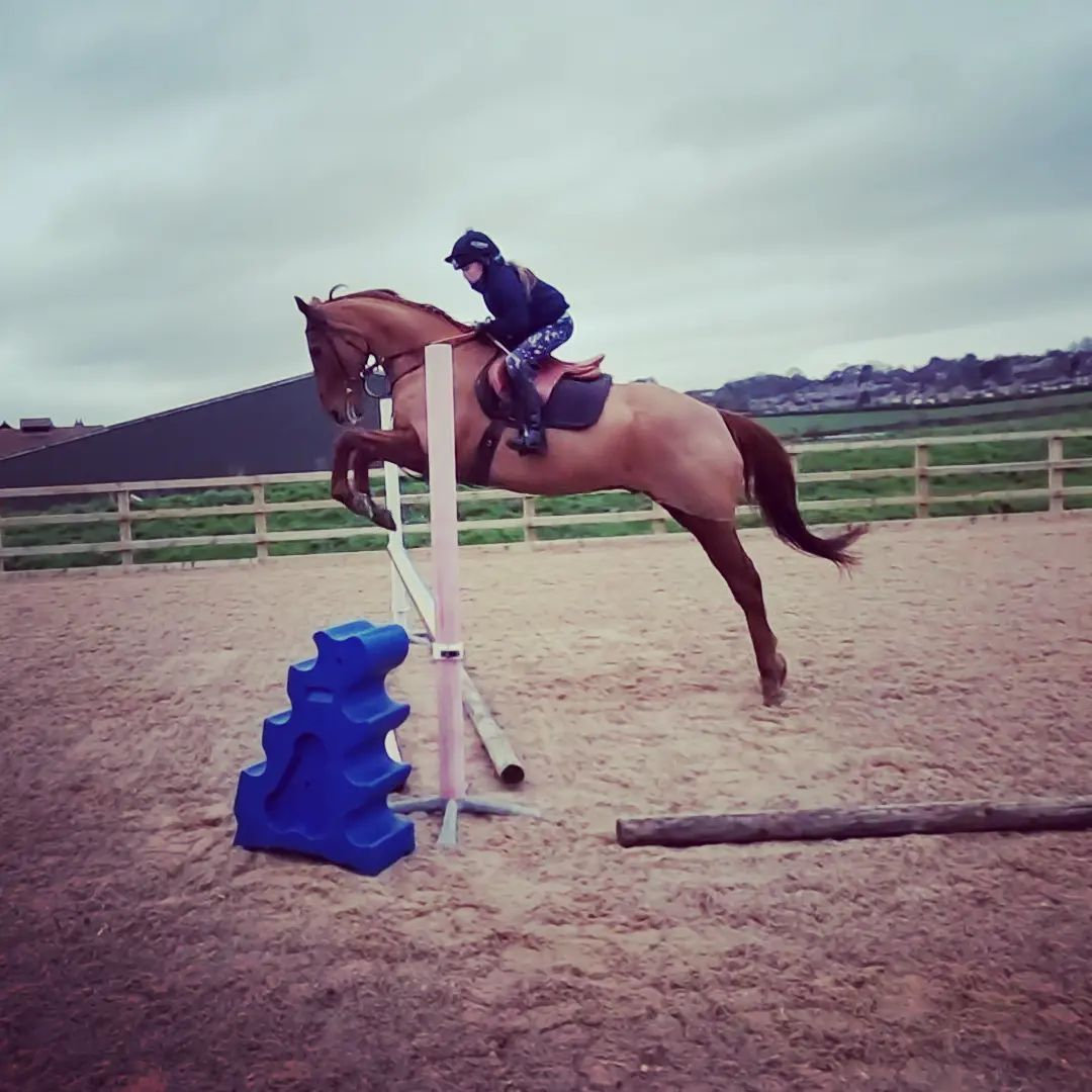 Mr Fitzroy jumping a fence in the arena